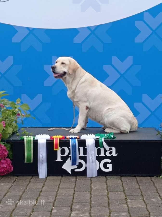 Labrador Retriever - nuotraukos Nr. 4