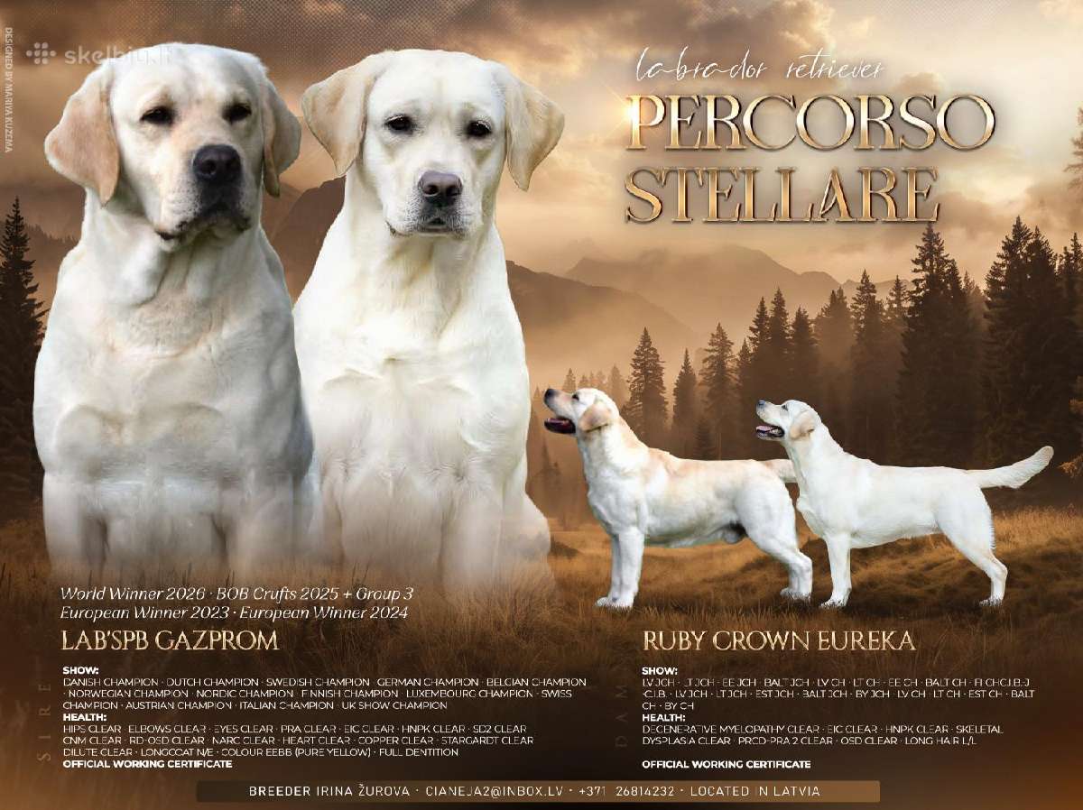 Labrador Retriever - nuotraukos Nr. 6