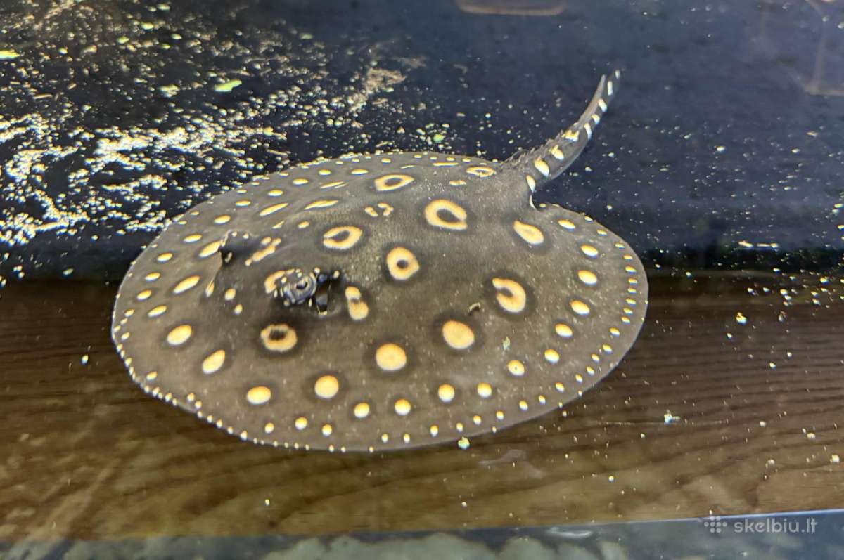 Parduodu Bd rajos (Potamotrygon leopoldi) patiną - nuotraukos Nr. 2