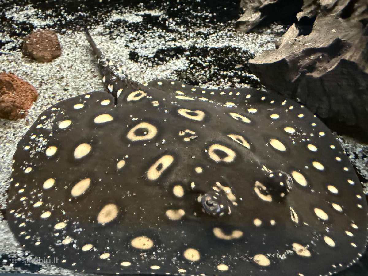 Parduodu Bd rajos (Potamotrygon leopoldi) patiną - nuotraukos Nr. 5
