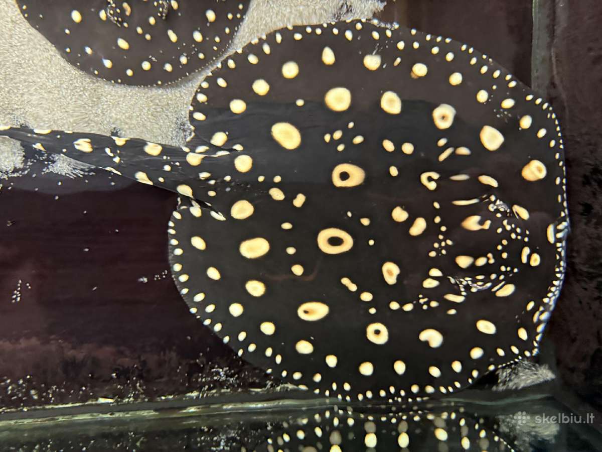 Parduodu Bd rajos (Potamotrygon leopoldi) patiną - nuotraukos Nr. 7