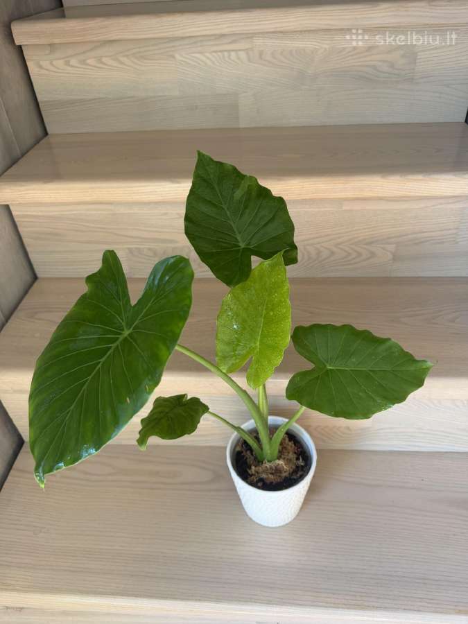 Alocasia Gageana - nuotraukos Nr. 2