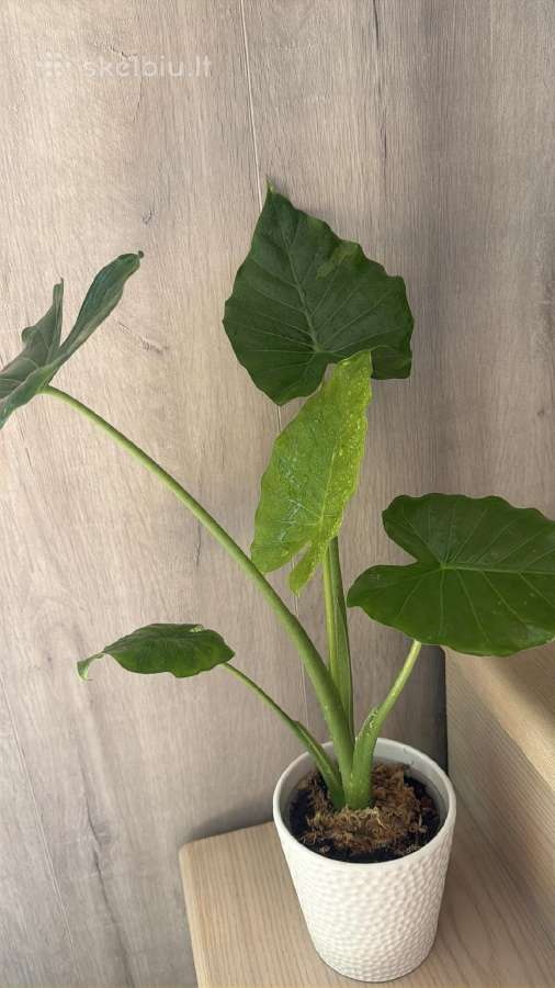 Alocasia Gageana - nuotraukos Nr. 3