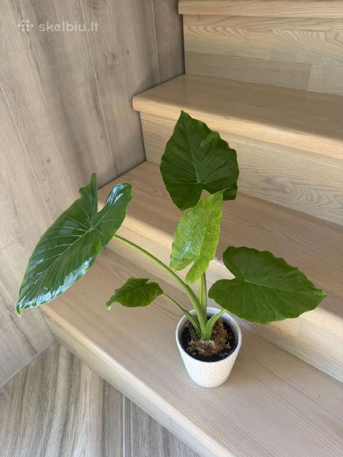 Alocasia Gageana - nuotraukos Nr. 4