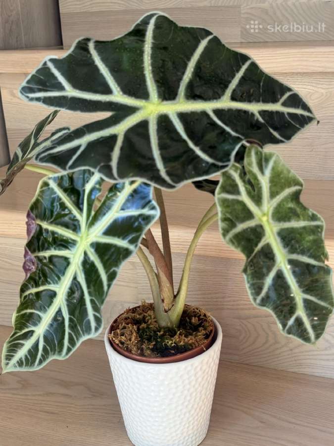 Alocasia Polly ( Amazonia) - nuotraukos Nr. 2
