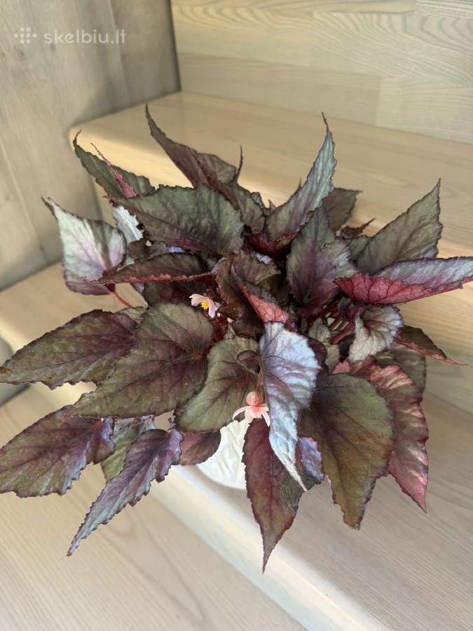 Begonia Rex Hugh Mclauchlan - nuotraukos Nr. 2