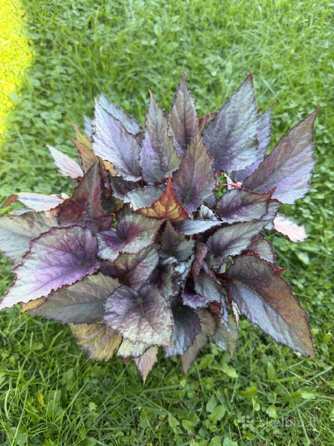 Begonia Rex Hugh Mclauchlan - nuotraukos Nr. 3