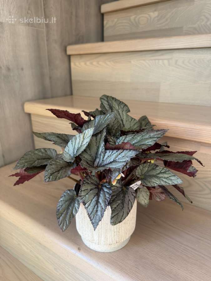 Begonia Red Arctic Breeze - nuotraukos Nr. 2
