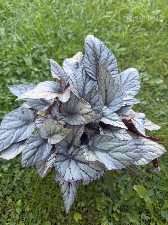 Begonia Red Arctic Breeze - nuotraukos Nr. 3