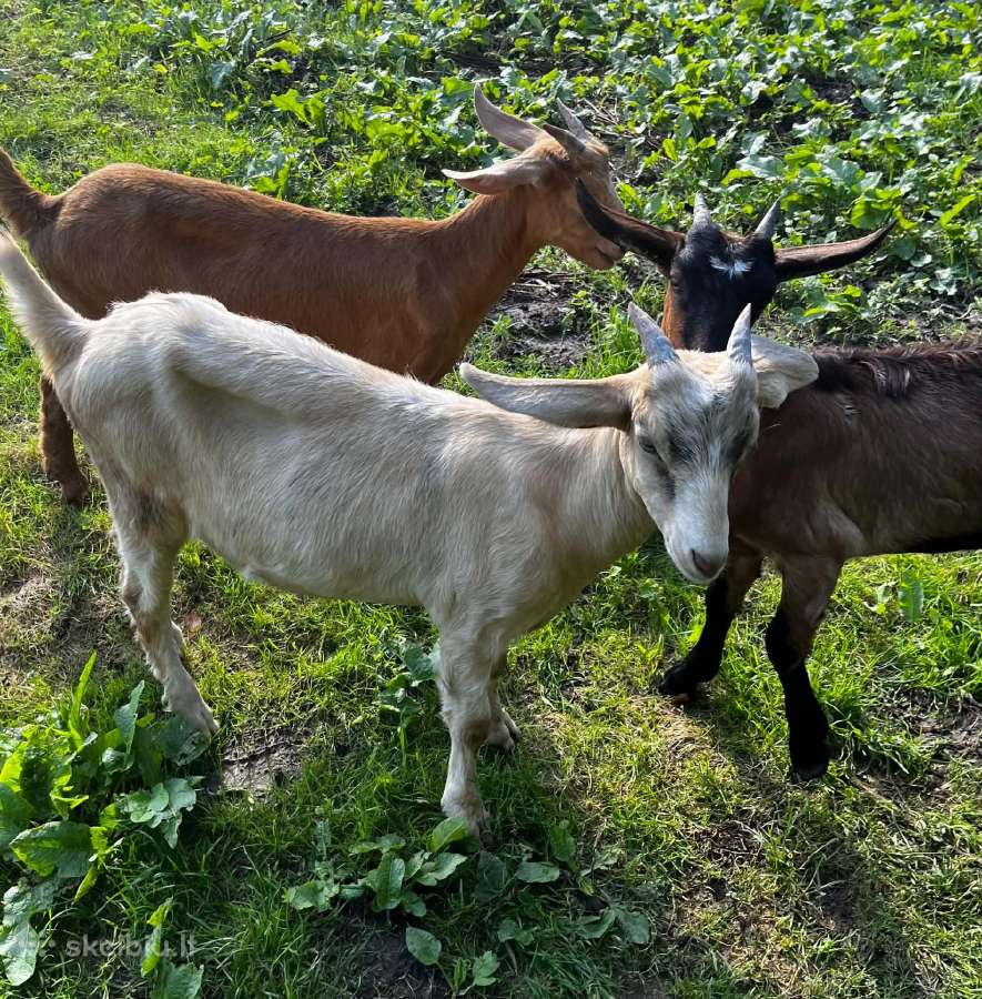 Parduodu 3 gražias ožkytes - nuotraukos Nr. 4