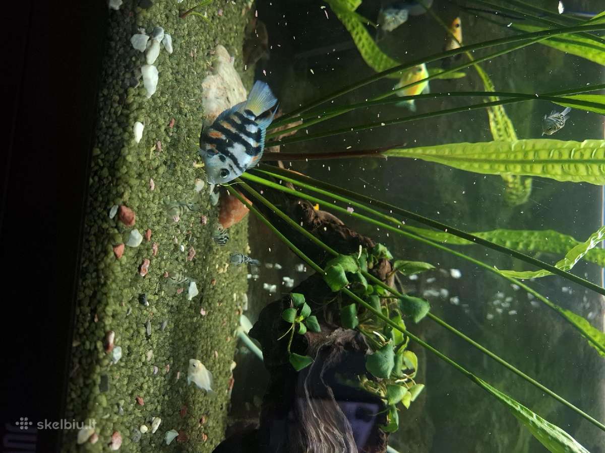 Jaunimas Polar Blue Parrot. Yra keletas baltu. - nuotraukos Nr. 3