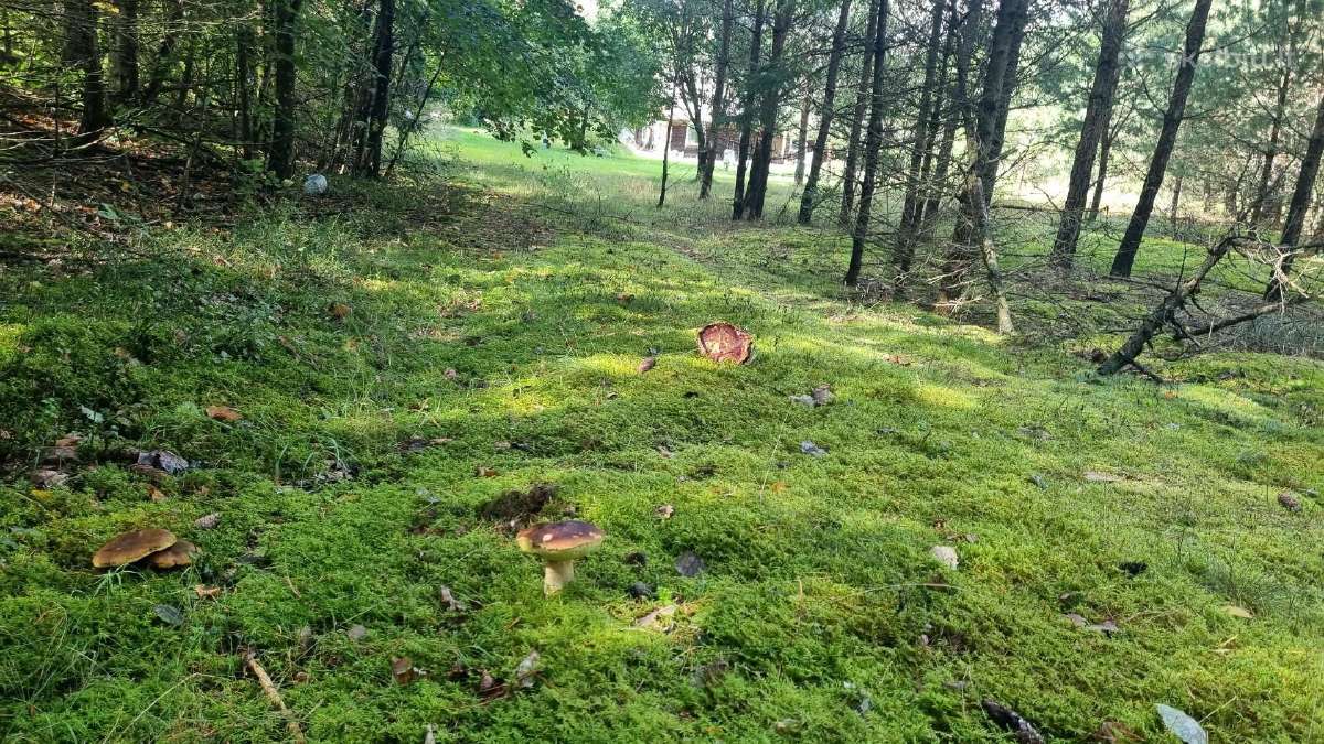 Norintiems įsirengti sodą greta pušyno už Ežerėlio - nuotraukos Nr. 30
