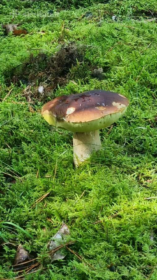Norintiems įsirengti sodą greta pušyno už Ežerėlio - nuotraukos Nr. 31