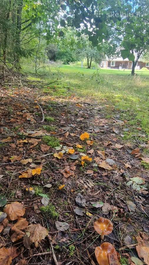 Norintiems įsirengti sodą greta pušyno už Ežerėlio - nuotraukos Nr. 32
