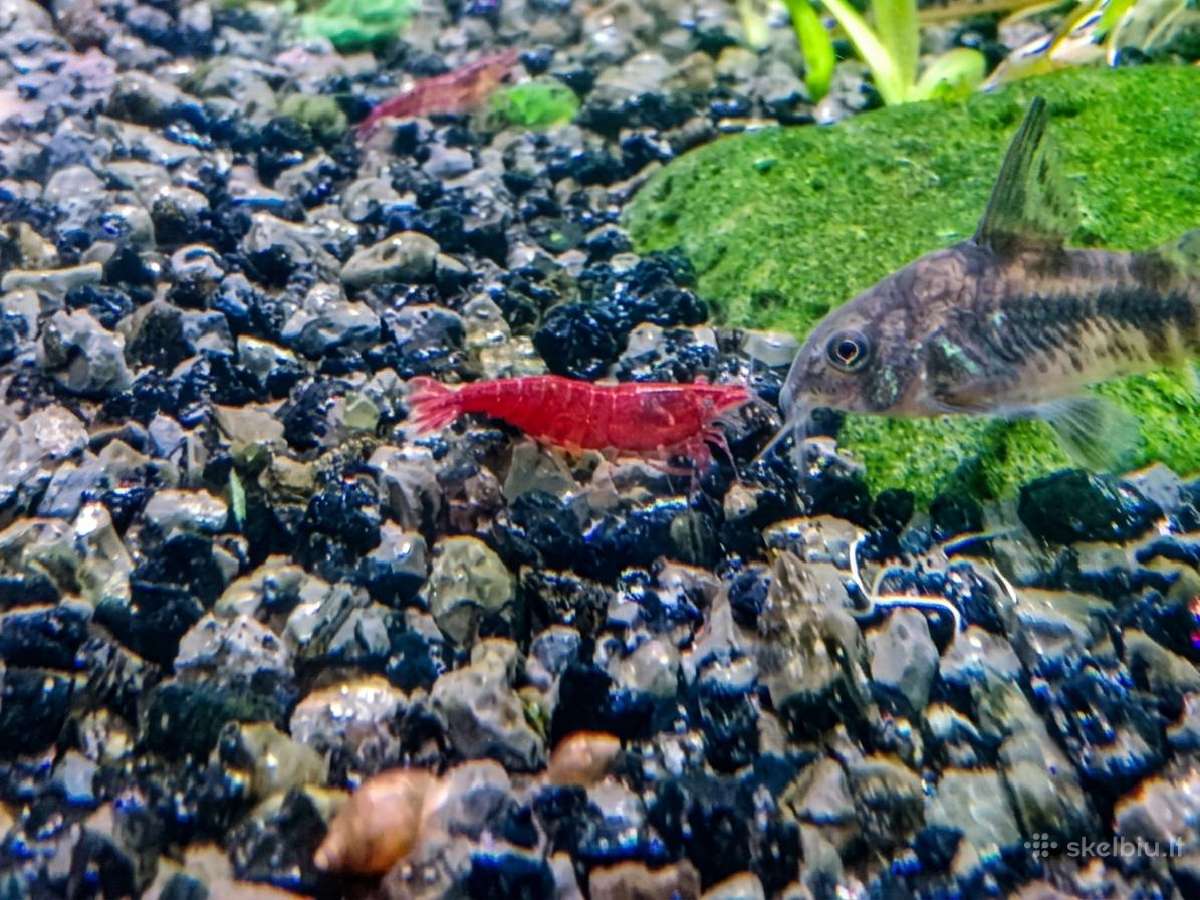 Akvariumo augalai, Neocaridina krevetės, Ancitrus - nuotraukos Nr. 4
