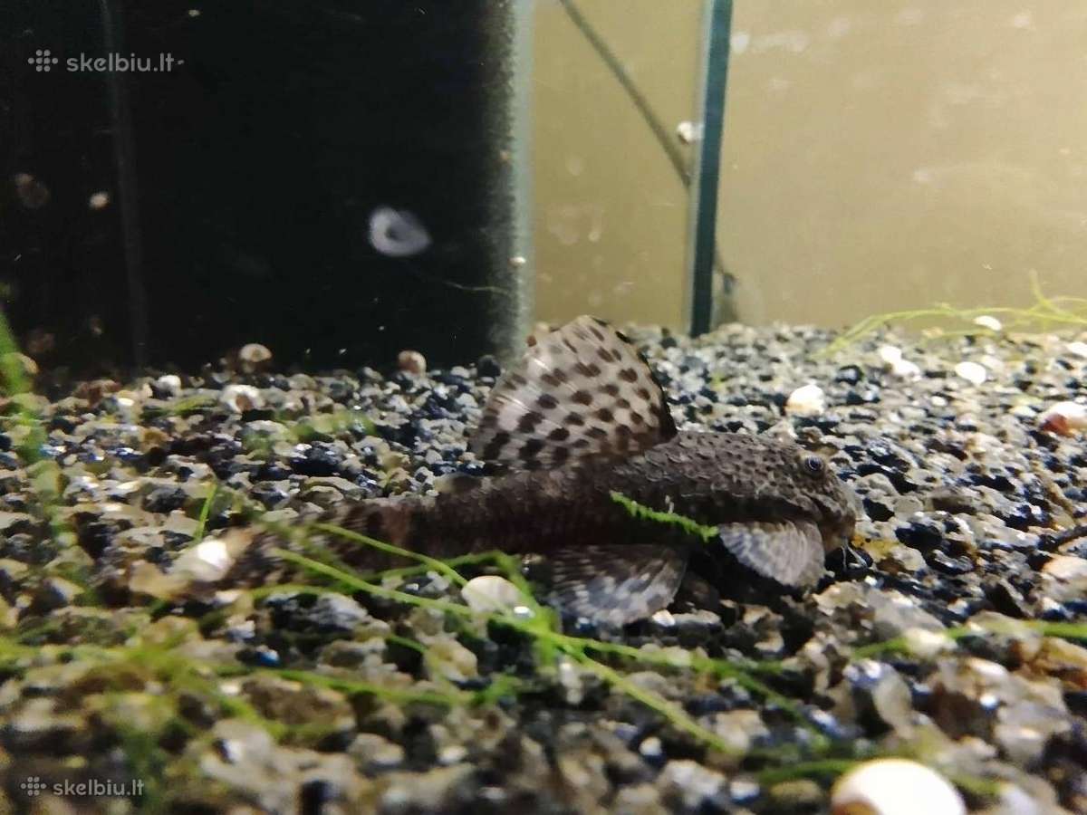 Akvariumo augalai, Neocaridina krevetės, Ancitrus - nuotraukos Nr. 5