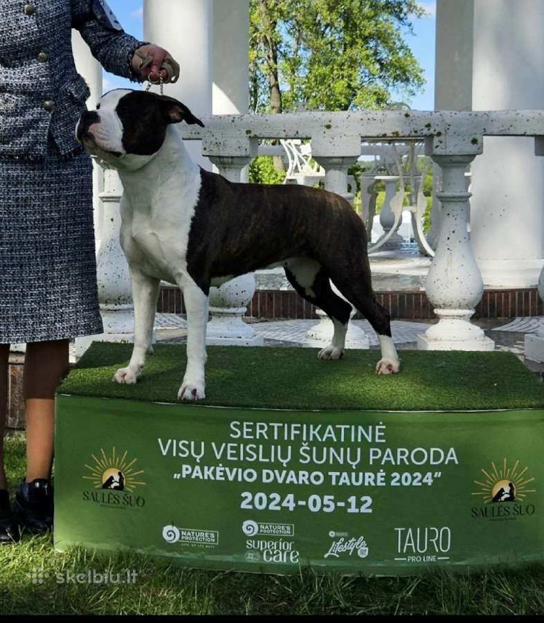 Amerikiečių stafordšyro terjerų kalytės - nuotraukos Nr. 7