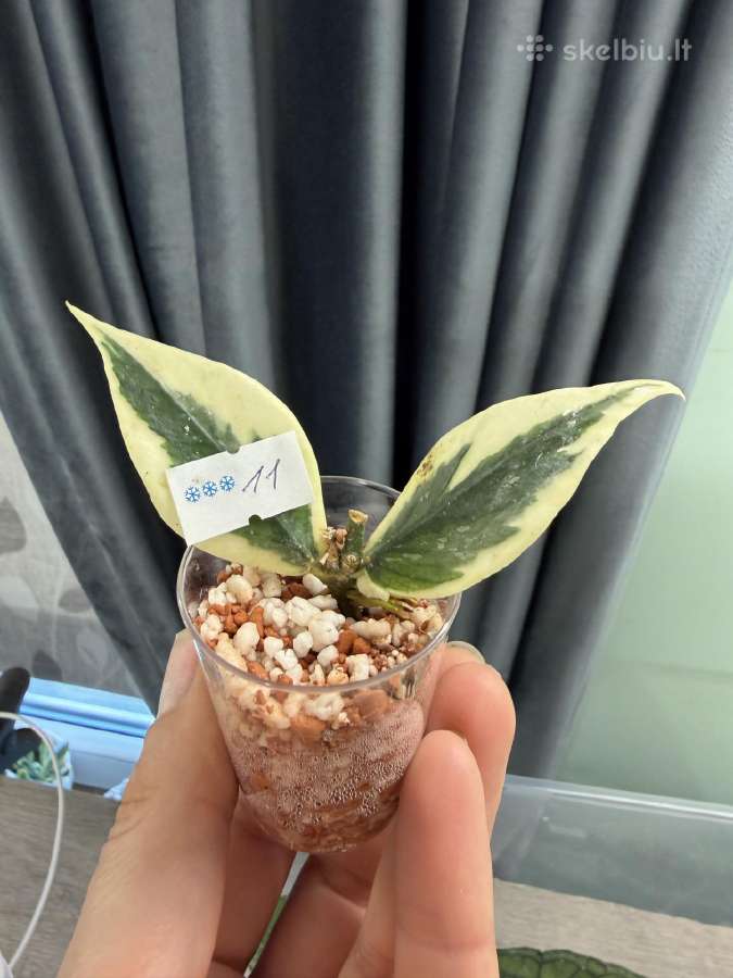 Parduodu hoyas - nuotraukos Nr. 10