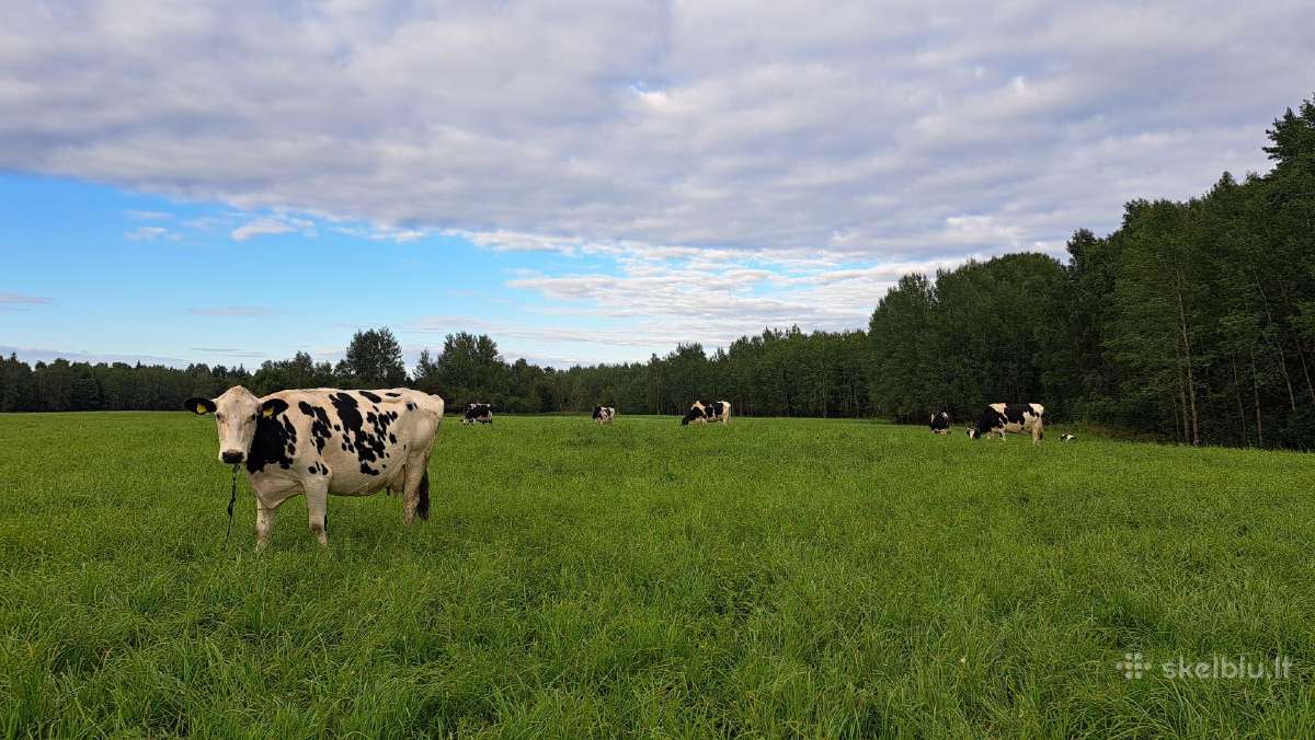 Parduodama karvių banda - nuotraukos Nr. 2