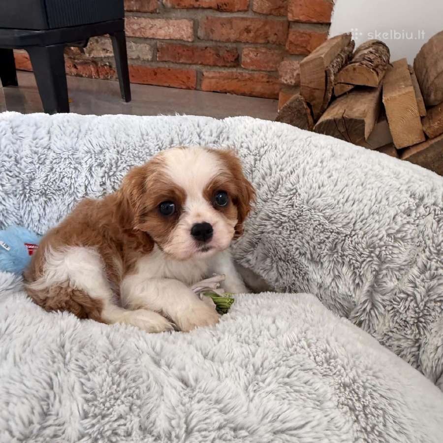 Kavalieriaus karaliaus Karolio spanieliukai - nuotraukos Nr. 4