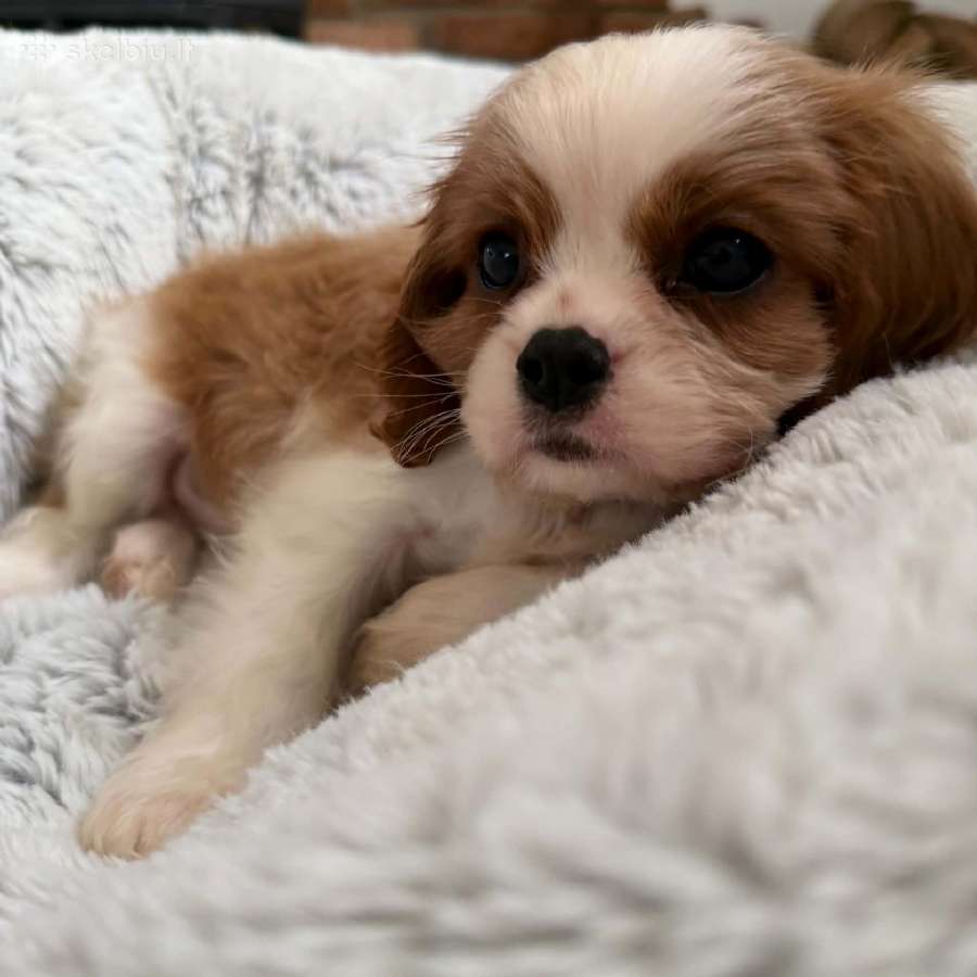 Kavalieriaus karaliaus Karolio spanieliukai - nuotraukos Nr. 7