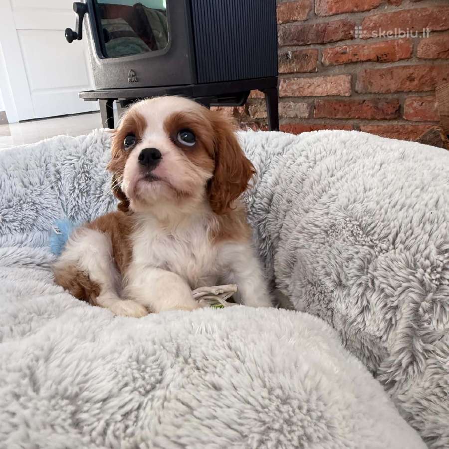 Kavalieriaus karaliaus Karolio spanieliukai - nuotraukos Nr. 9