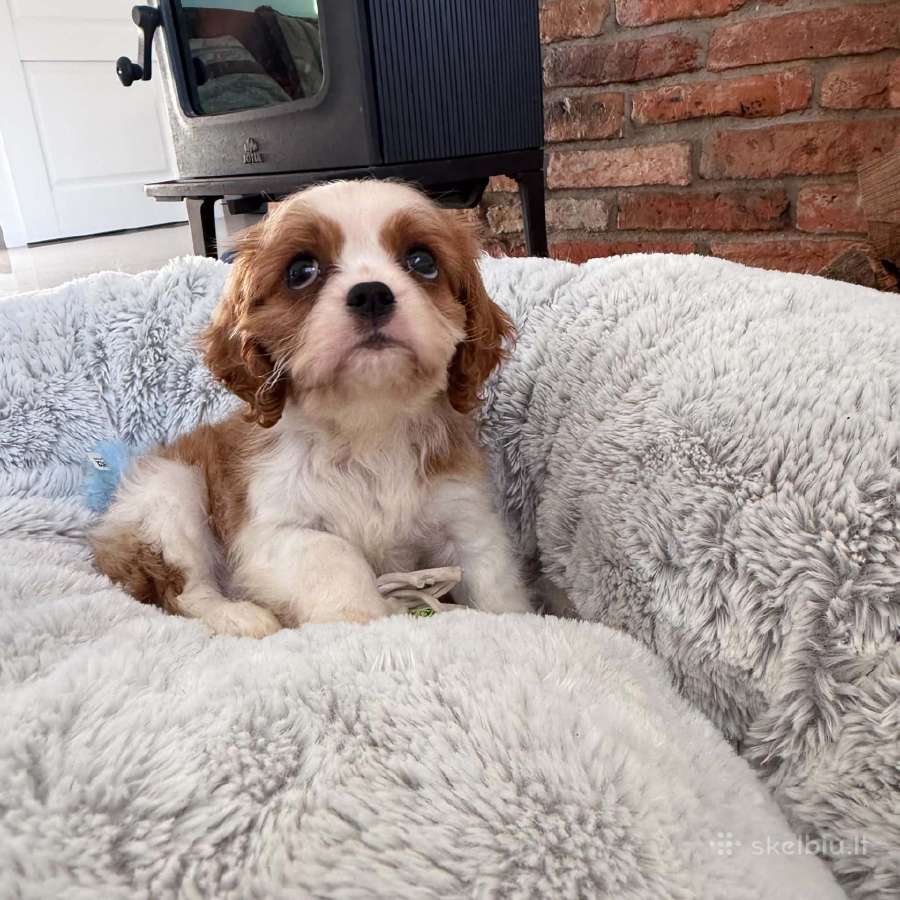 Kavalieriaus karaliaus Karolio spanieliukai - nuotraukos Nr. 16