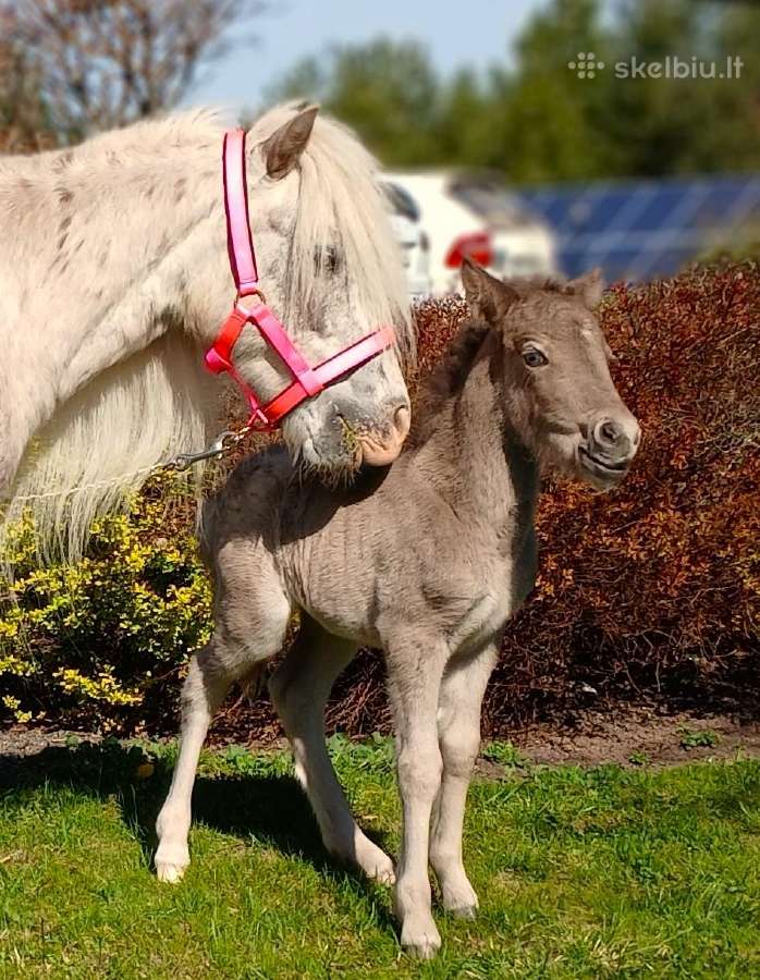 2026 m. sezono poni kumelaitė Konfeti Karma - nuotraukos Nr. 2