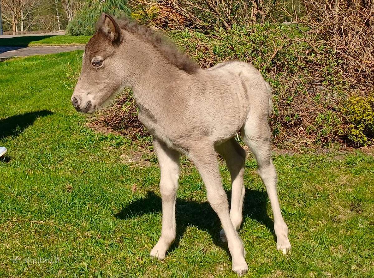 2026 m. sezono poni kumelaitė Konfeti Karma - nuotraukos Nr. 3
