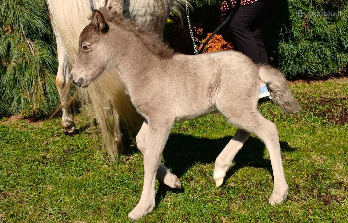 2026 m. sezono poni kumelaitė Konfeti Karma - nuotraukos Nr. 4