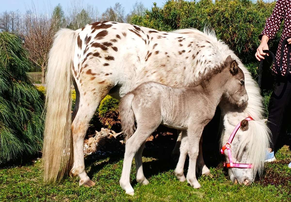 2026 m. sezono poni kumelaitė Konfeti Karma - nuotraukos Nr. 5