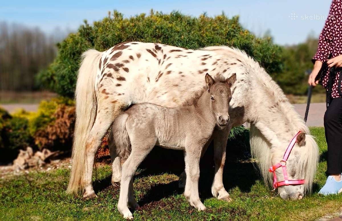 2026 m. sezono poni kumelaitė Konfeti Karma - nuotraukos Nr. 6