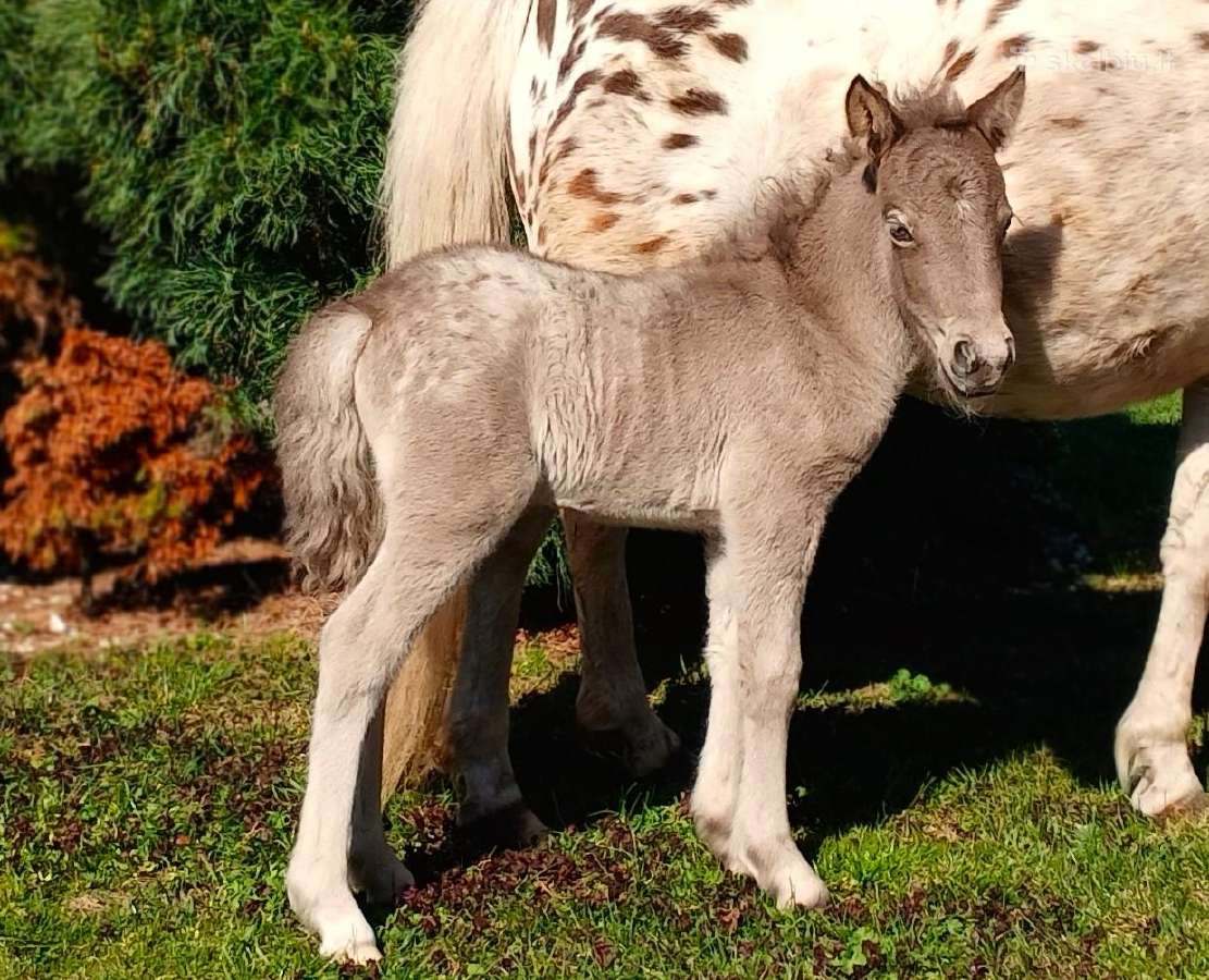 2026 m. sezono poni kumelaitė Konfeti Karma - nuotraukos Nr. 7