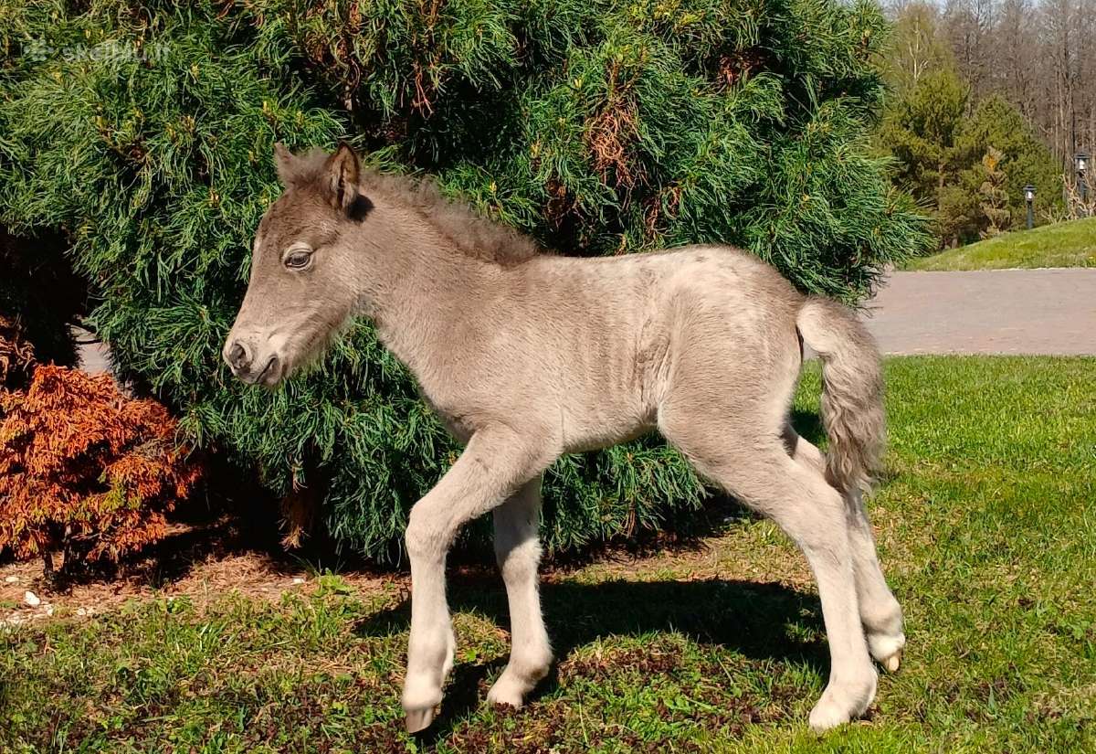 2026 m. sezono poni kumelaitė Konfeti Karma - nuotraukos Nr. 8