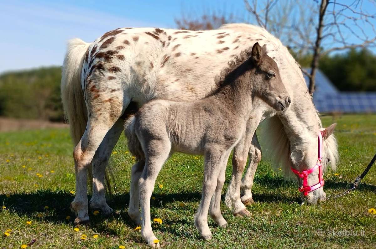 2026 m. sezono poni kumelaitė Konfeti Karma - nuotraukos Nr. 9