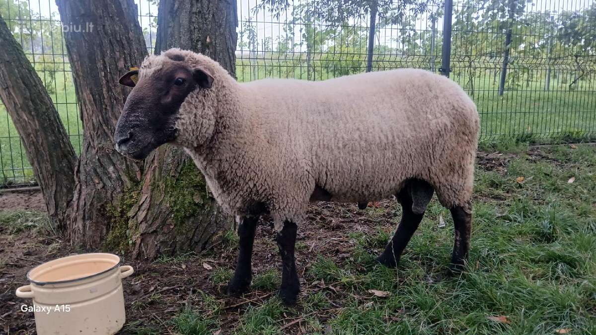 Lietuvos juodagalvis avinas - nuotraukos Nr. 6