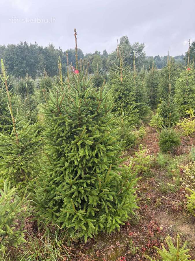 Didmeninė Prekyba Kalėdinėmis Eglutėmis - nuotraukos Nr. 4