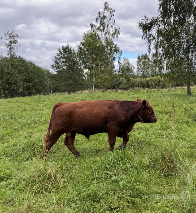 Parduodami 3 Angus veislės buliukai - nuotraukos Nr. 2