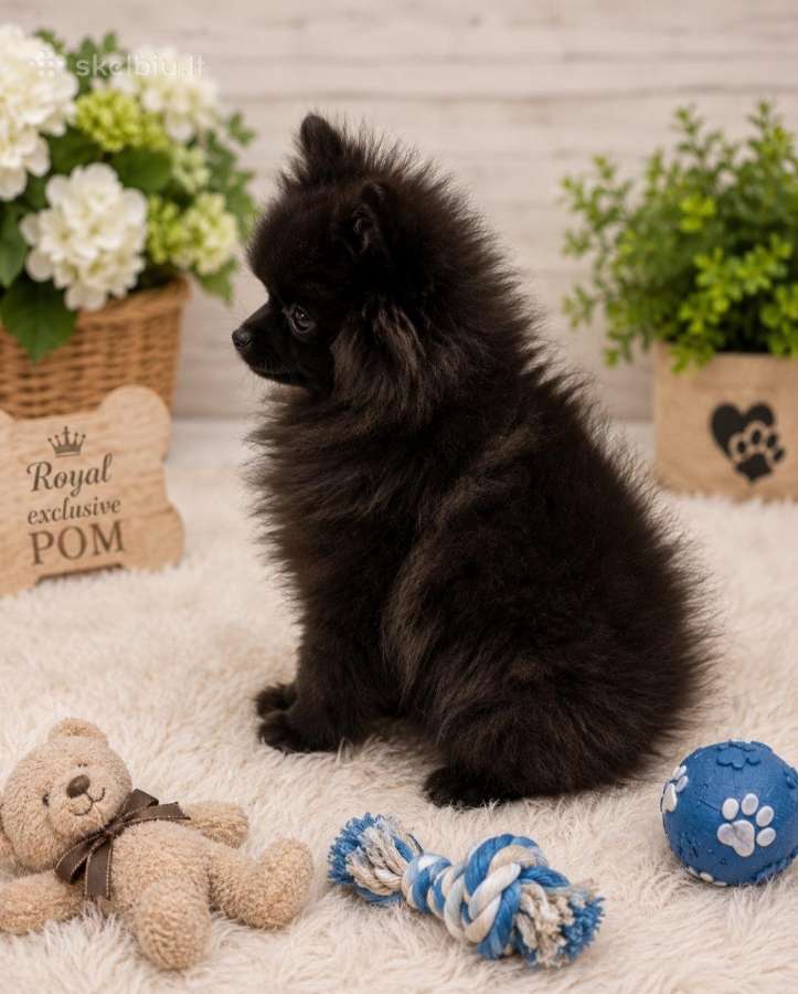 Vokiečiu nykštukiniai špicai pomeranian - nuotraukos Nr. 6