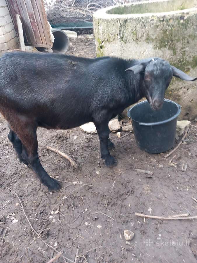 Parduodu ožiukus 4-5 mėnesiu - nuotraukos Nr. 2
