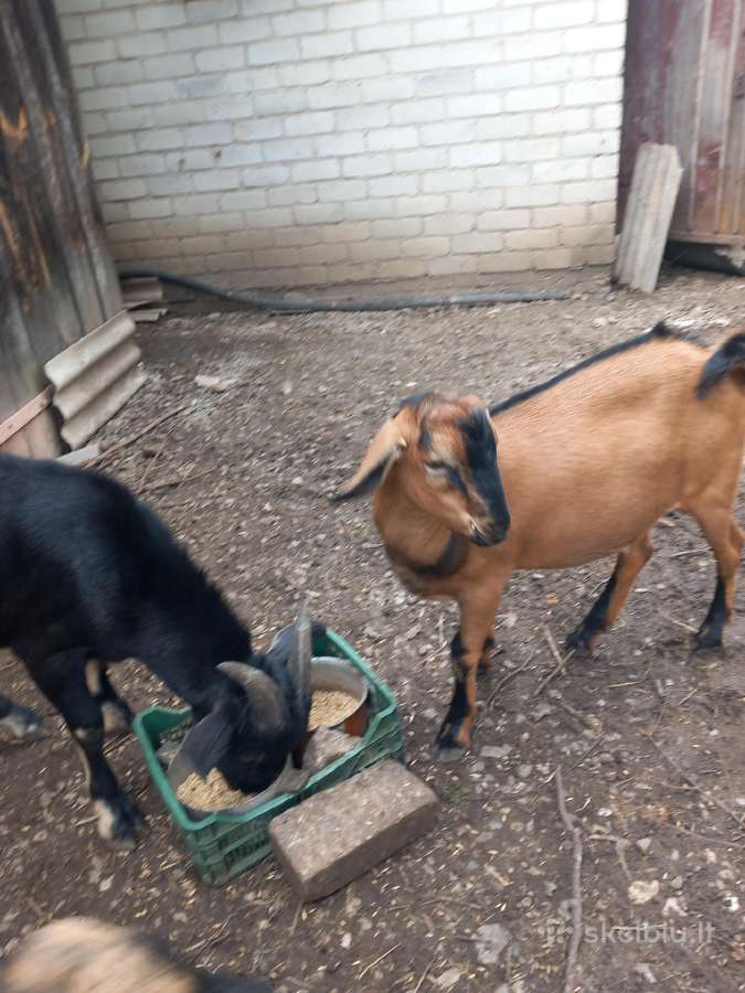 Parduodu ožiukus 4-5 mėnesiu - nuotraukos Nr. 4