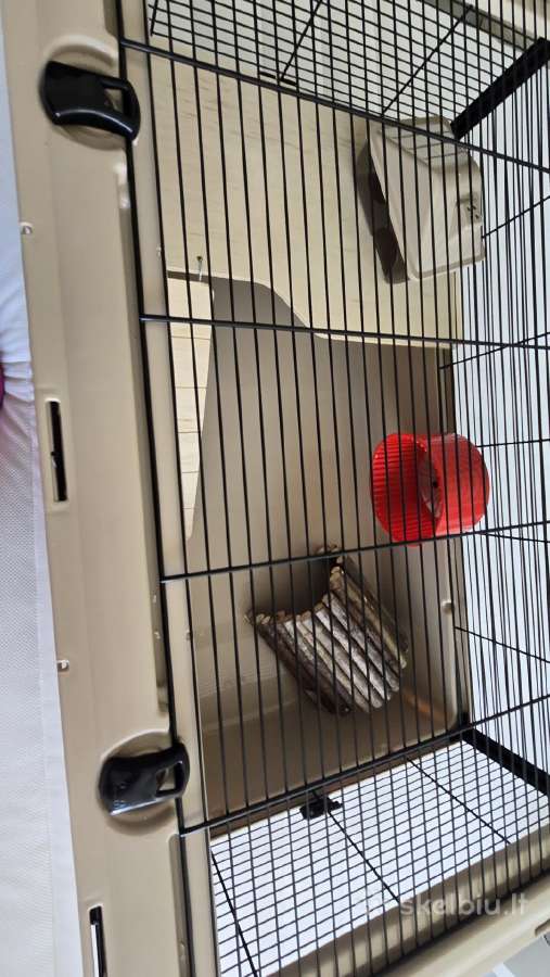 Narvas graužikui žiurkėnui Degu 783648 - nuotraukos Nr. 9