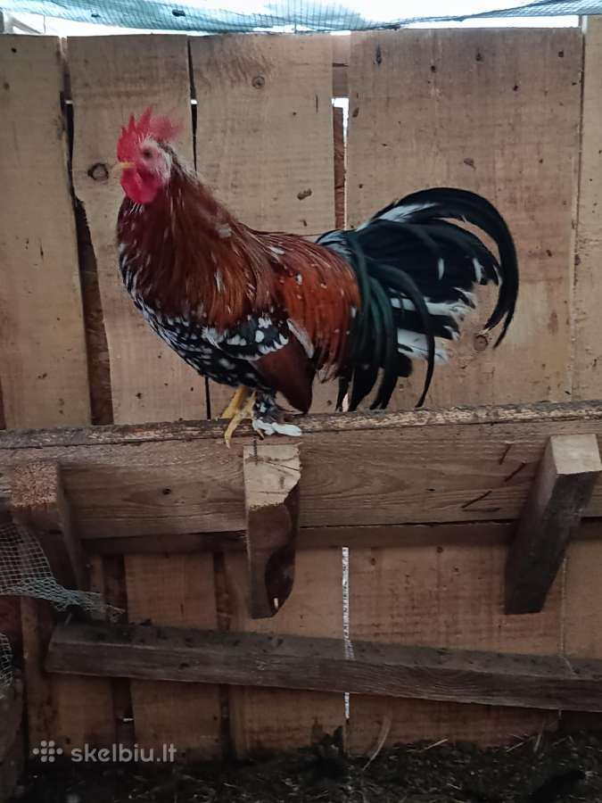 Parduodu gaidžiukus - nuotraukos Nr. 2