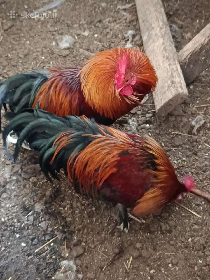 Parduodu gaidžiukus - nuotraukos Nr. 4