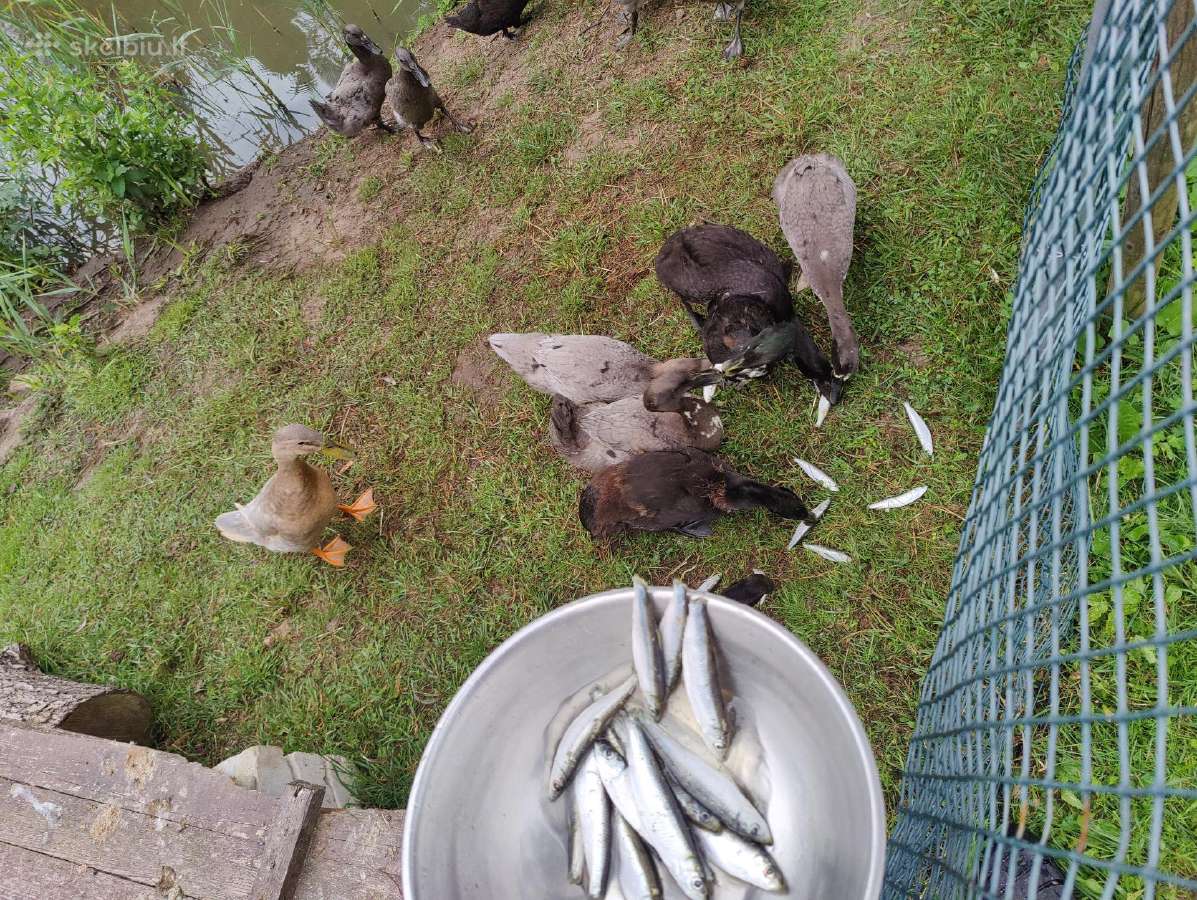 Begikai, Cayuga ir maišyti Antys / Antinai - nuotraukos Nr. 10