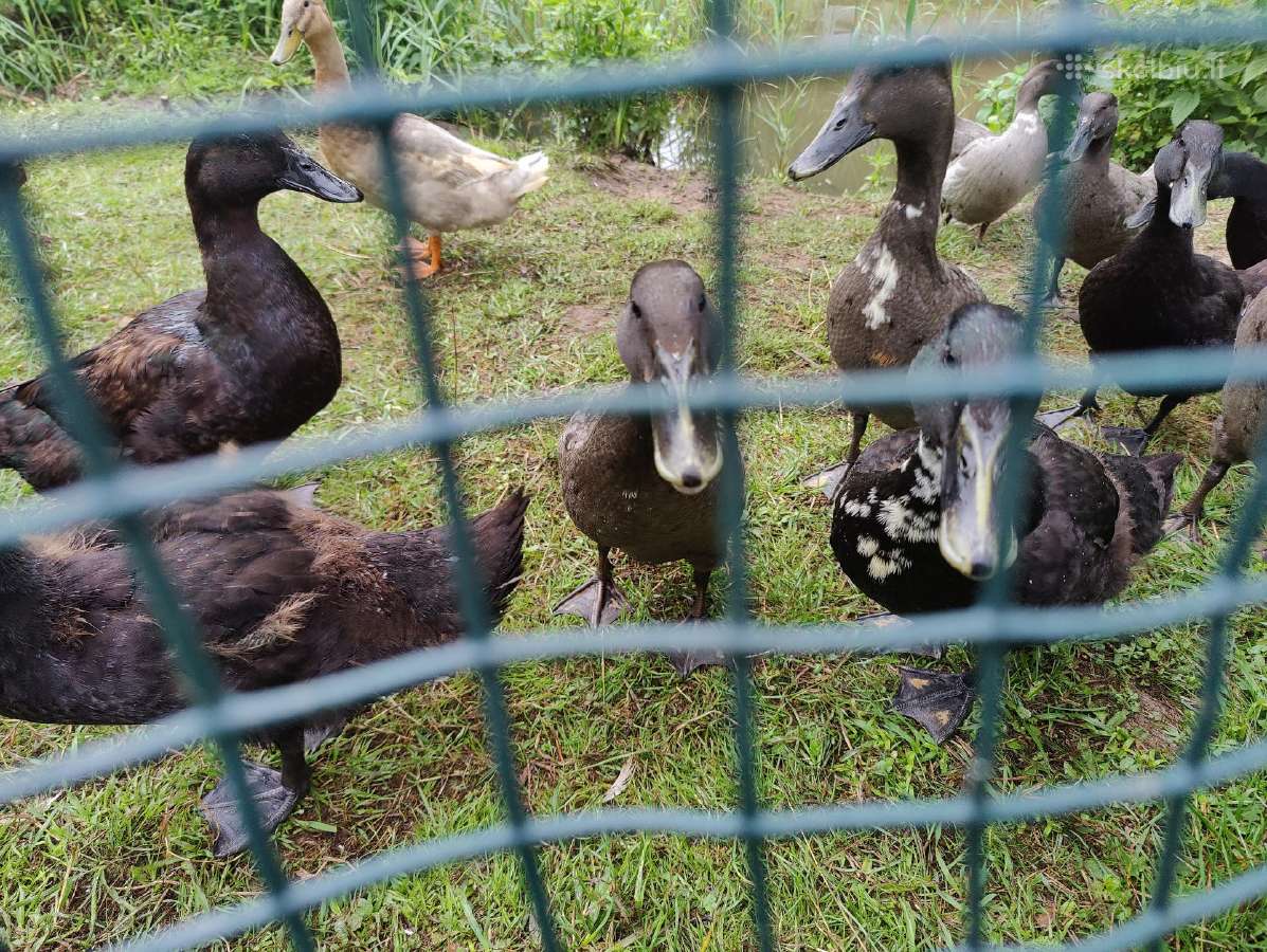 Begikai, Cayuga ir maišyti Antys / Antinai - nuotraukos Nr. 18