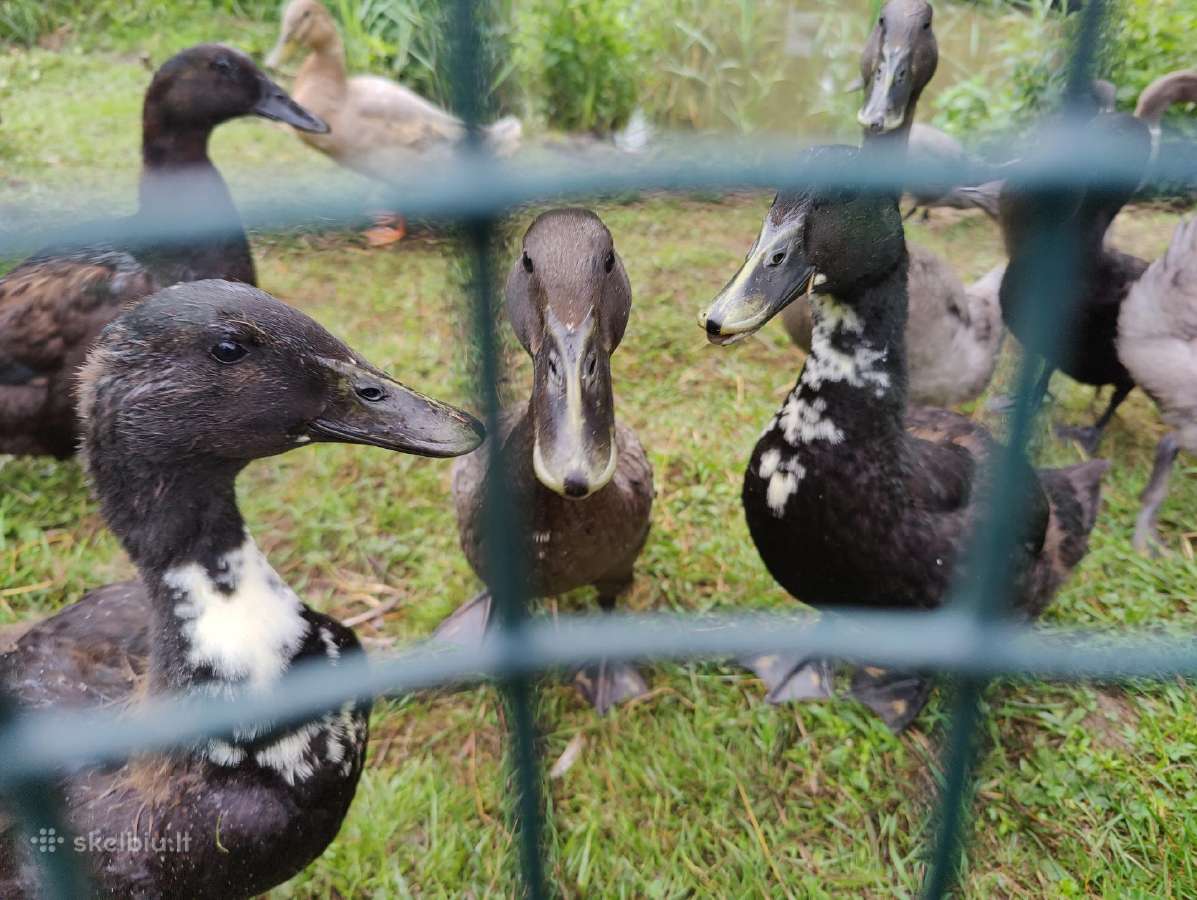 Begikai, Cayuga ir maišyti Antys / Antinai - nuotraukos Nr. 2