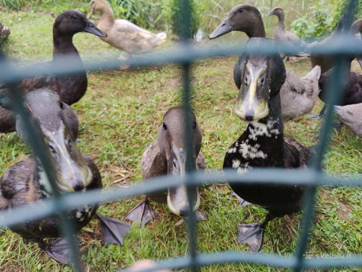 Begikai, Cayuga ir maišyti Antys / Antinai - nuotraukos Nr. 12
