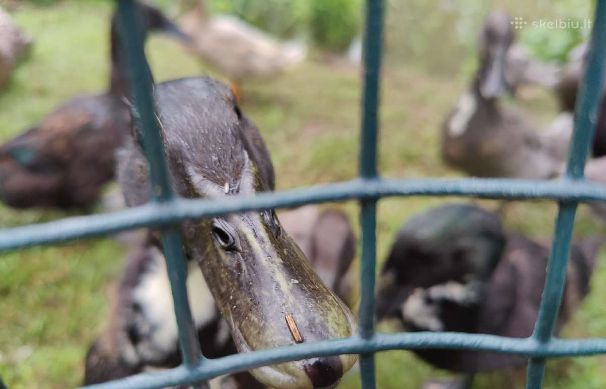 Begikai, Cayuga ir maišyti Antys / Antinai - nuotraukos Nr. 17