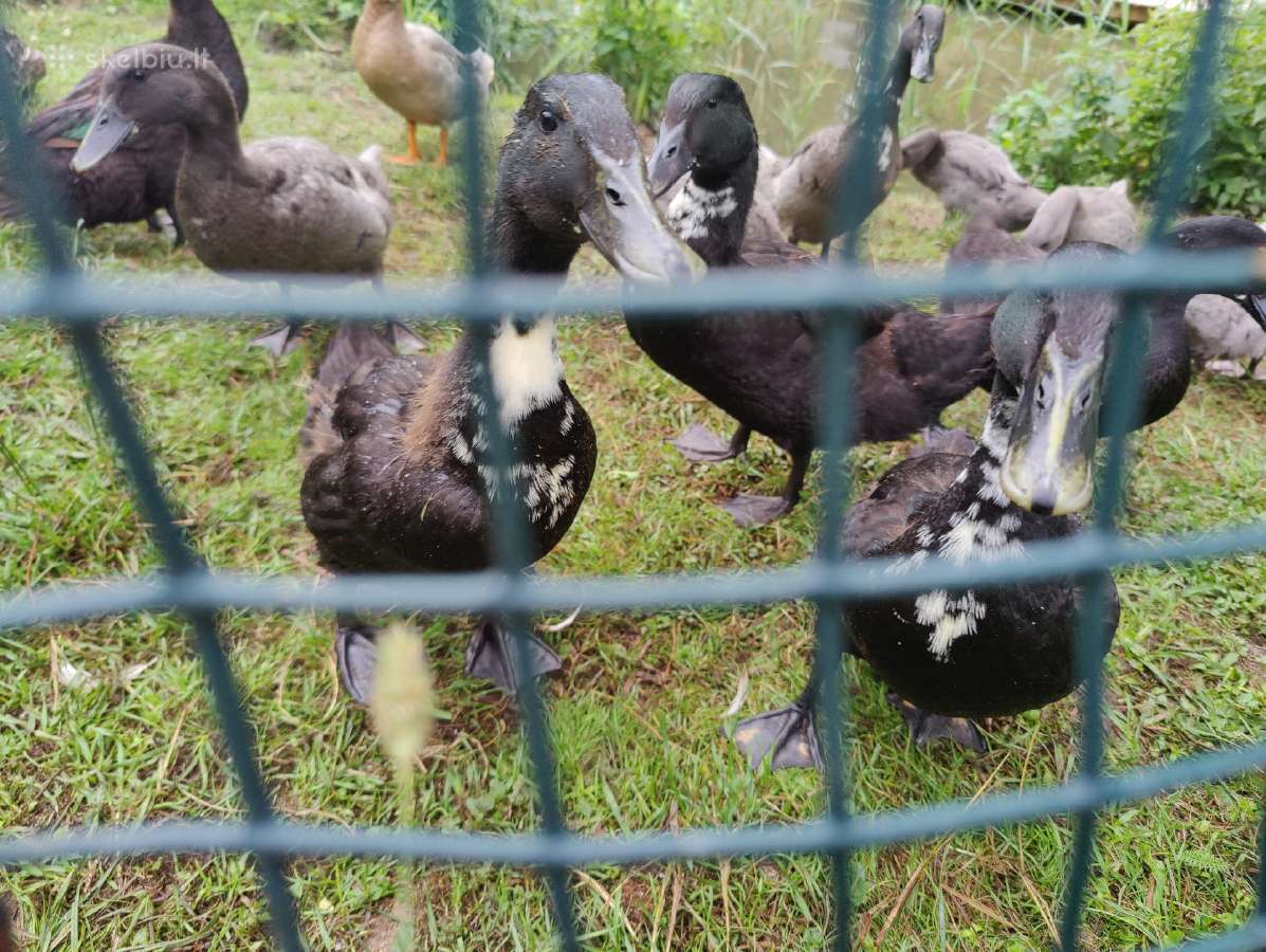 Begikai, Cayuga ir maišyti Antys / Antinai - nuotraukos Nr. 23